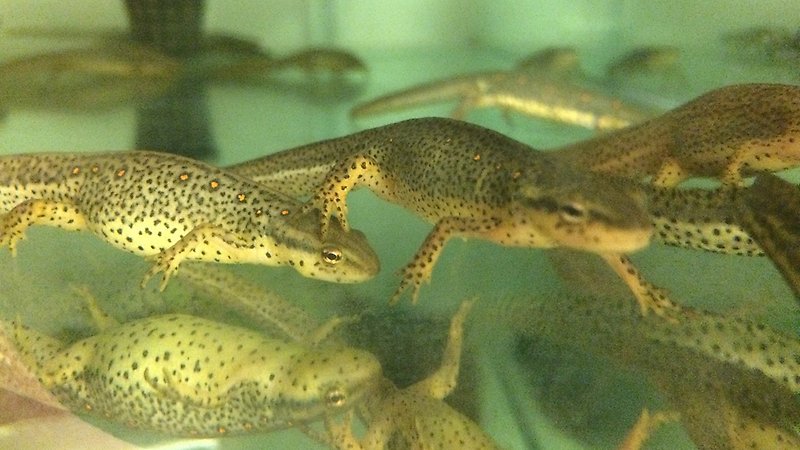 Gulfläckiga salamandrar i vatten.
